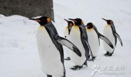 企鹅吃瓜免费,揭秘动物界的趣味生活瞬间